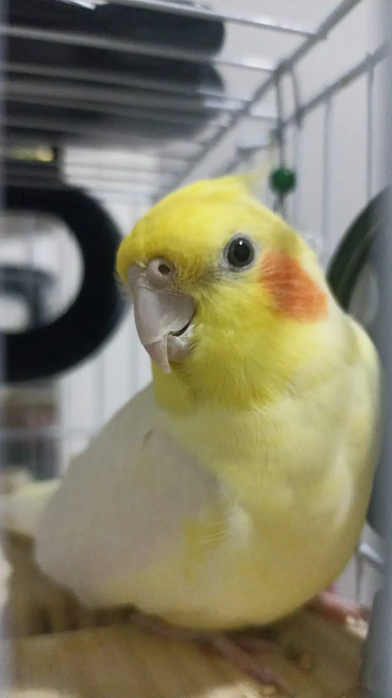 Cocktail parrot red eye — photo 2