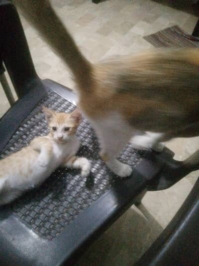 for adoption cat female