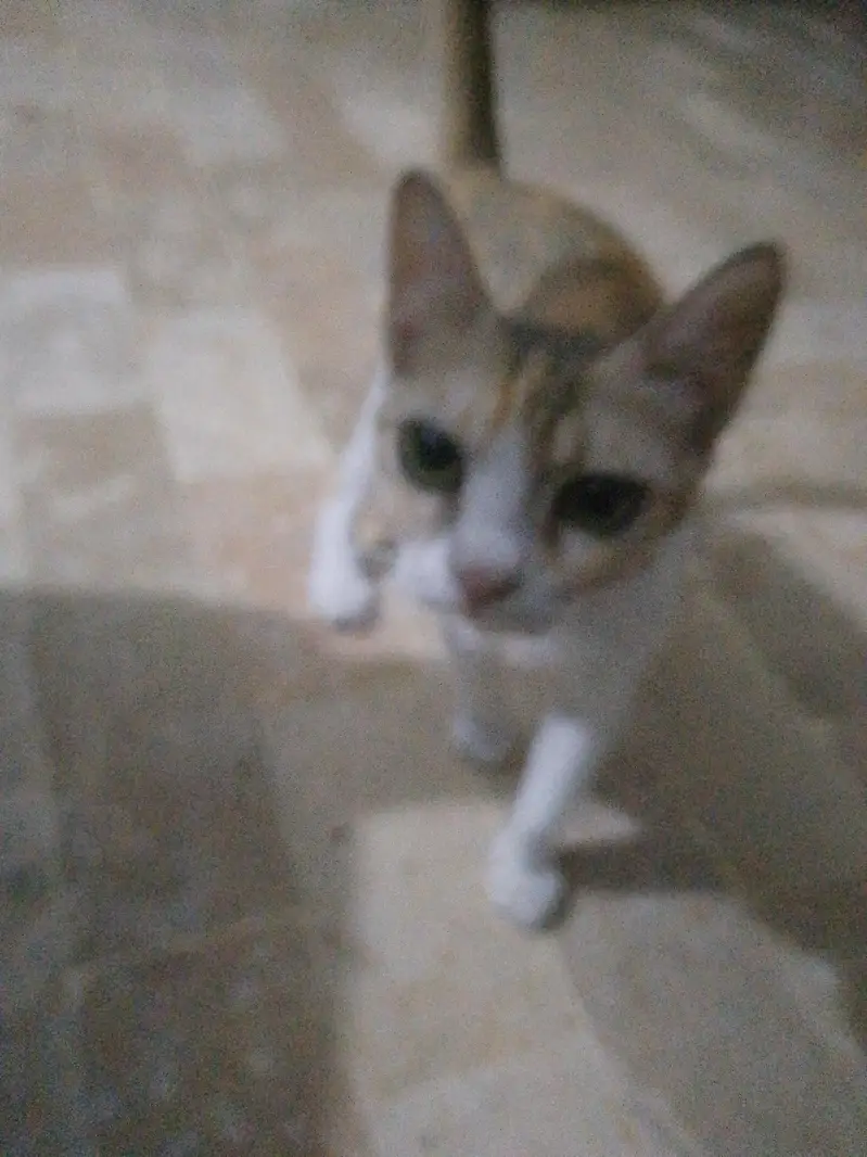 for adoption cat female — photo 2