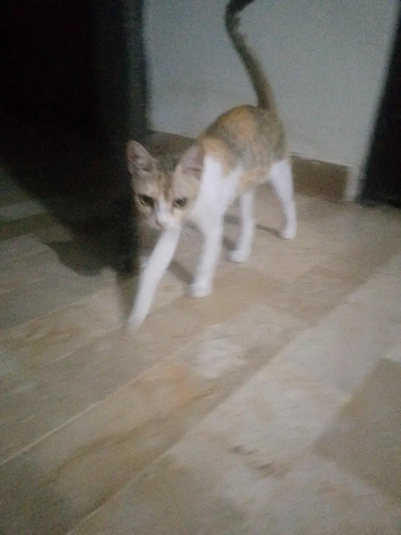 for adoption cat female — photo 3