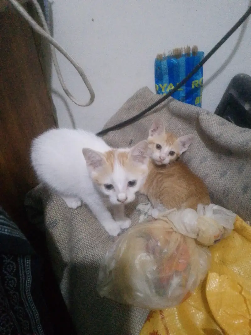 for adoption cat female — photo 4