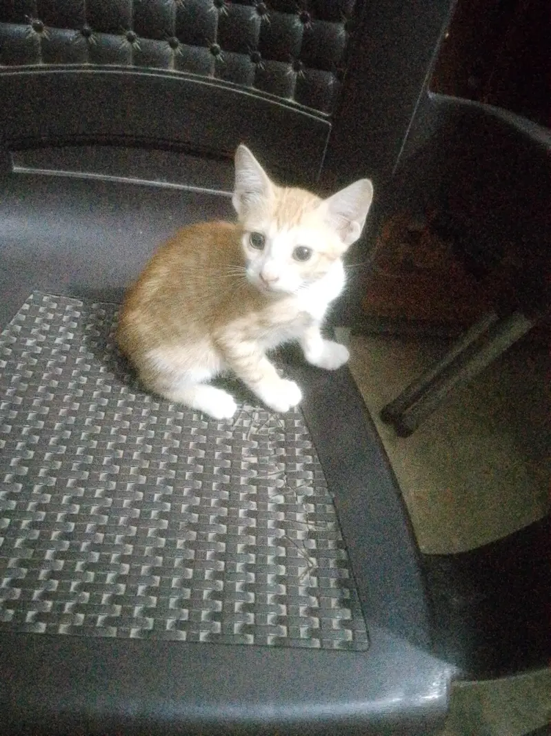 for adoption cat female — photo 5