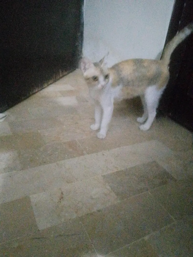 for adoption cat female — photo 6