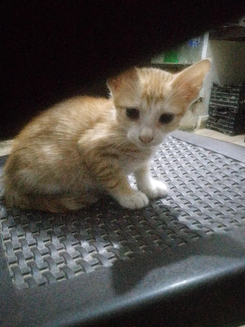 for adoption cat female — photo 7