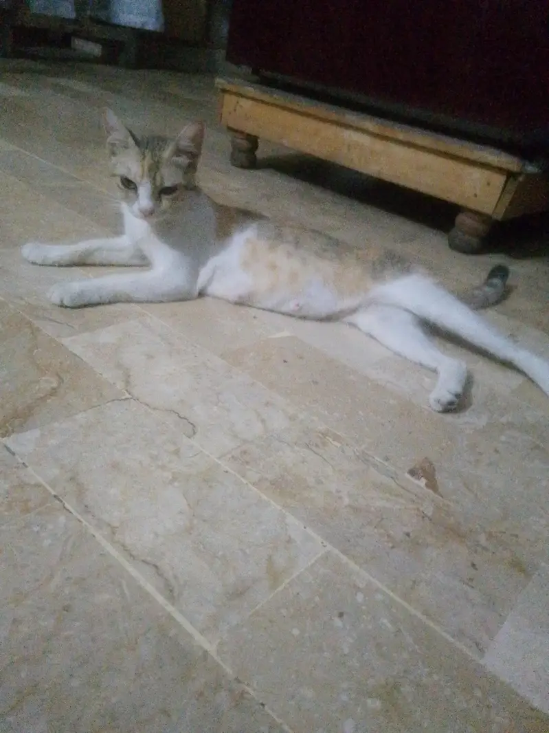 for adoption cat female — photo 8