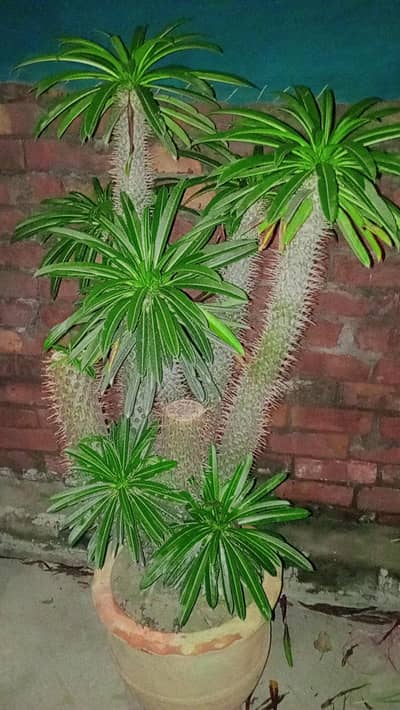 plant name,,, Captochenia Germany