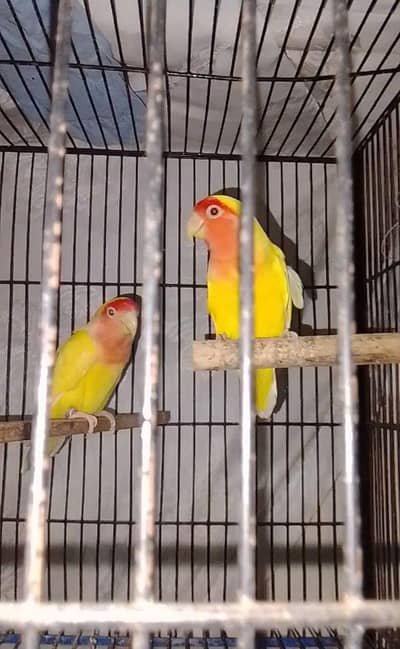Lutino lovebird red eye ful breeder