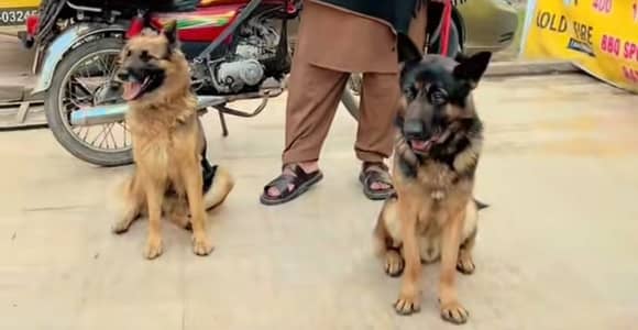 German Shepherd