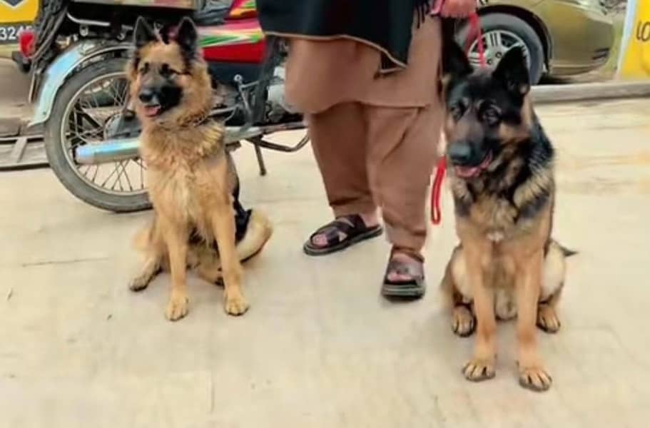 German Shepherd 1