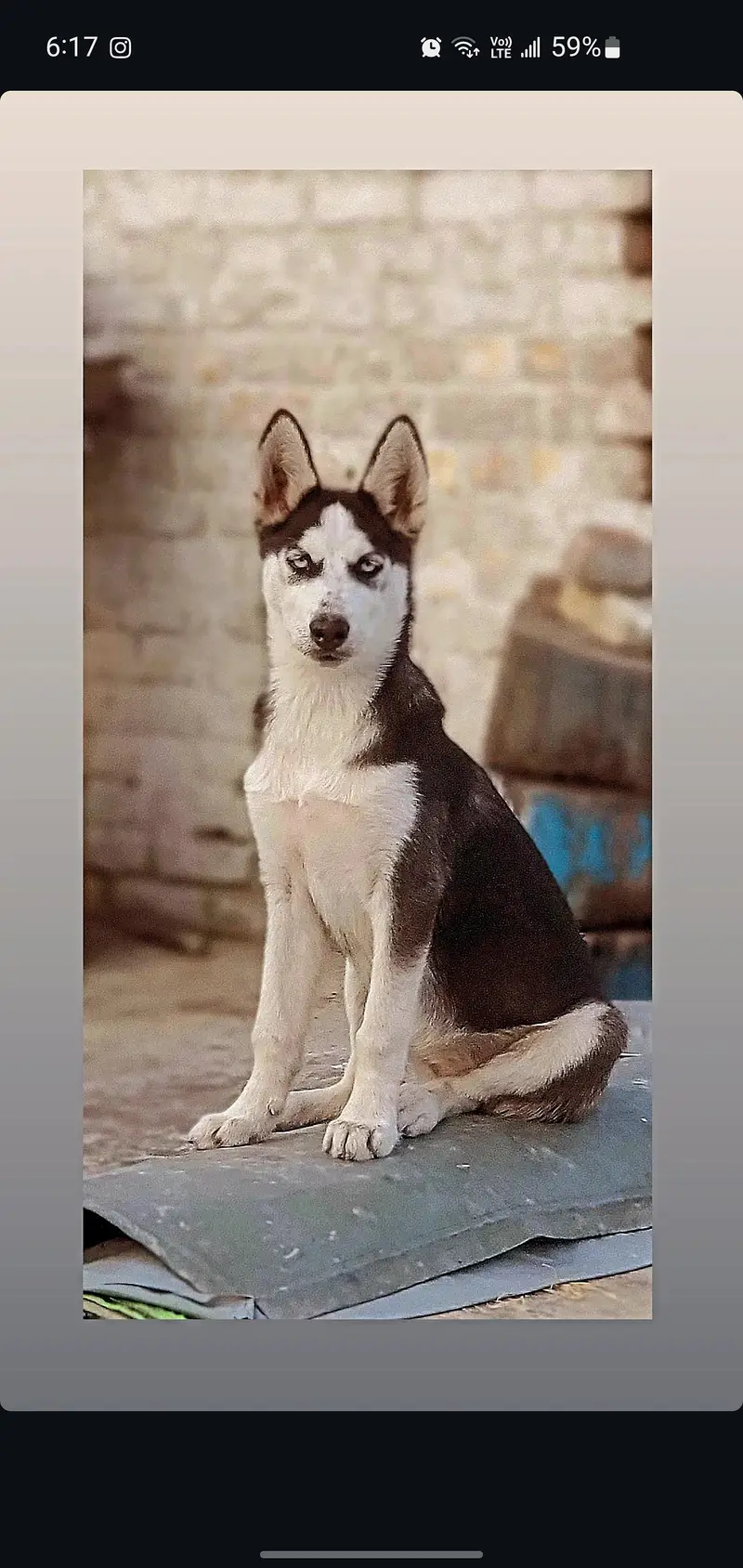 SIBERIAN HUSKY ORIGINAL STANDARD COAT