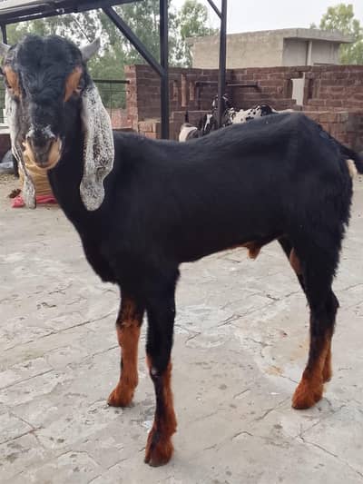 active goat 