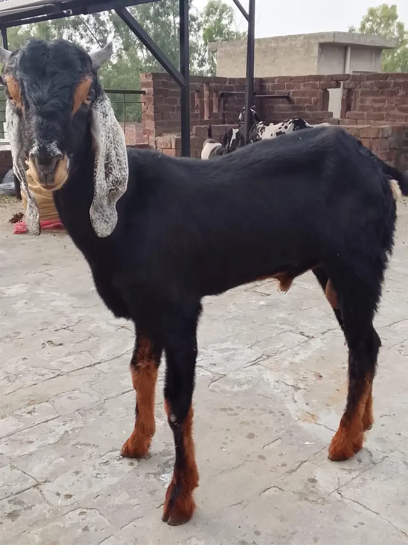 active goat 