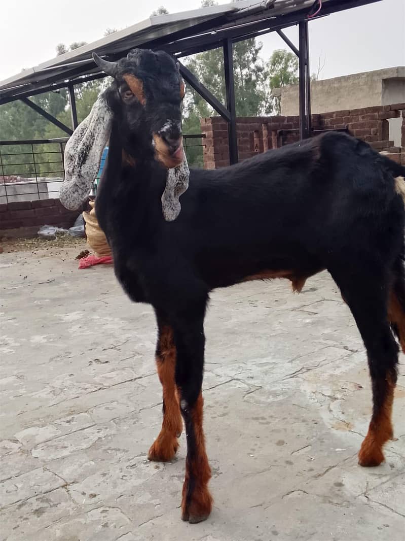 active goat  1