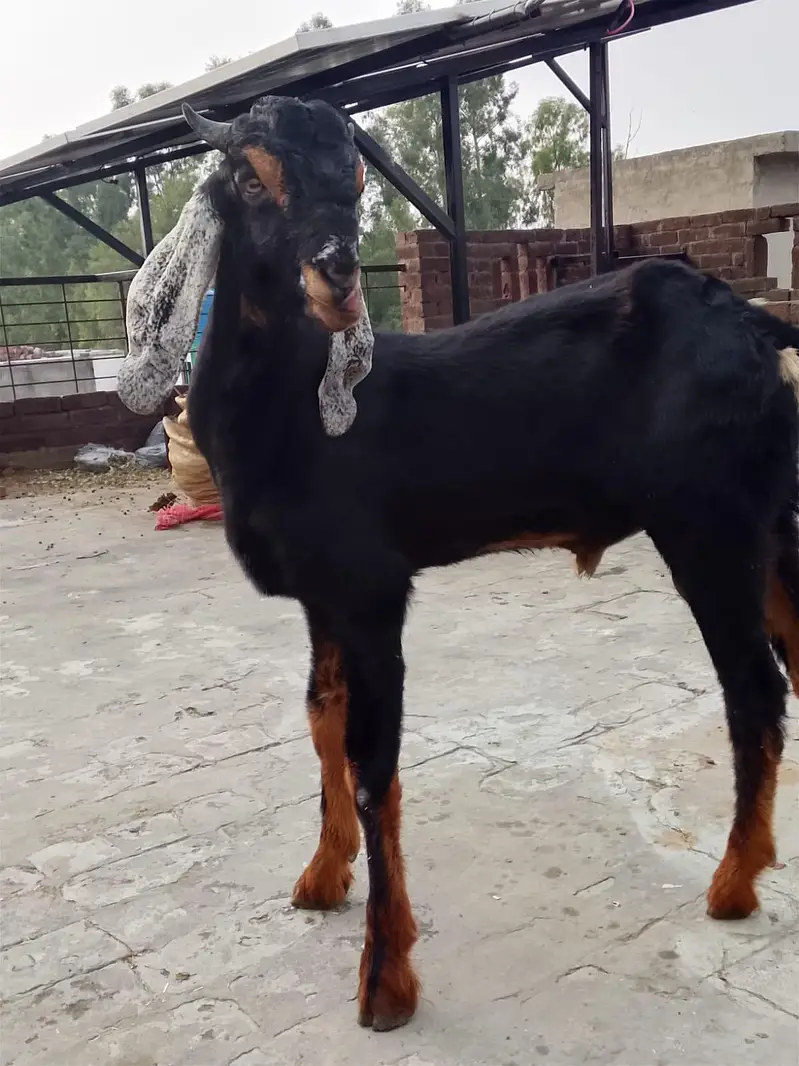 active goat  — photo 2