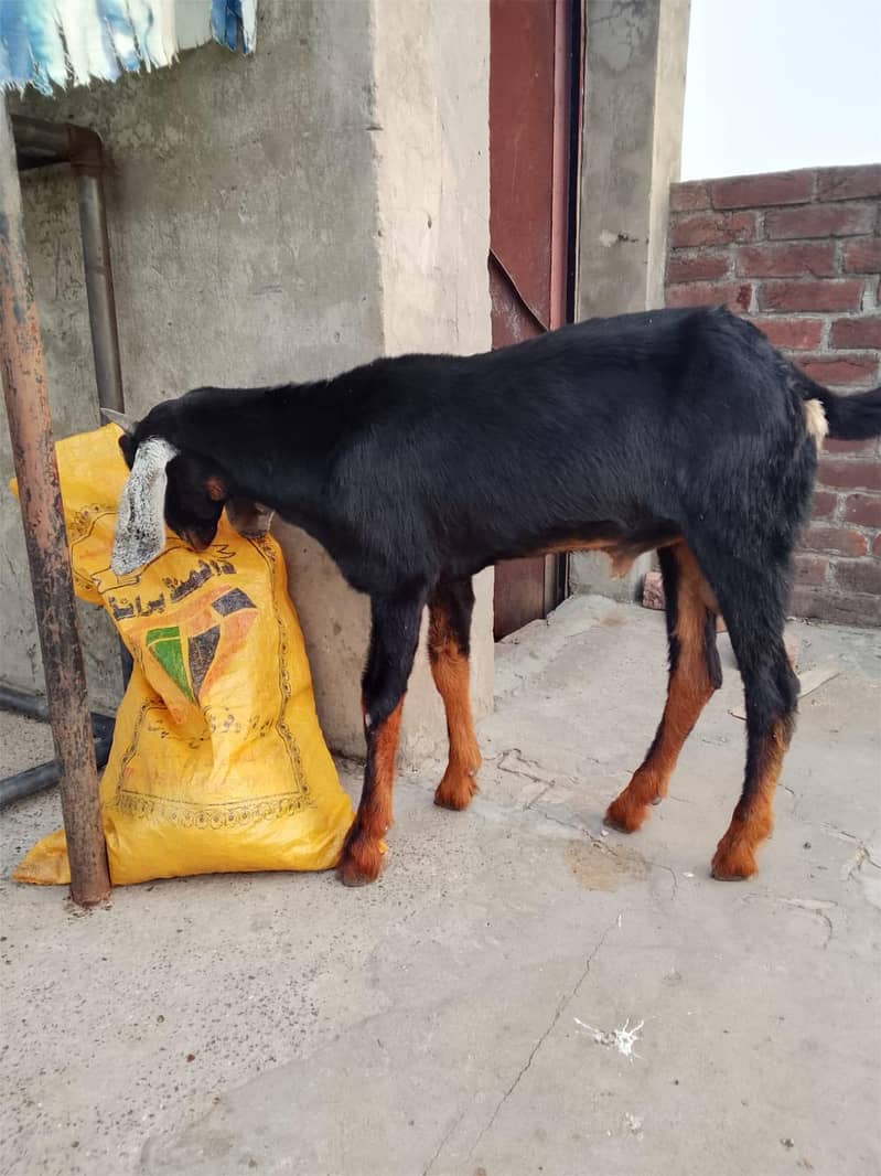 active goat  2