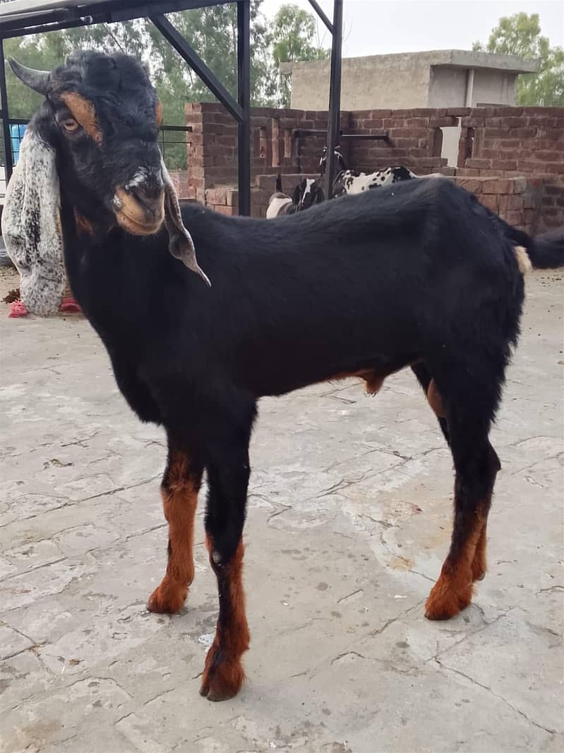 active goat  3