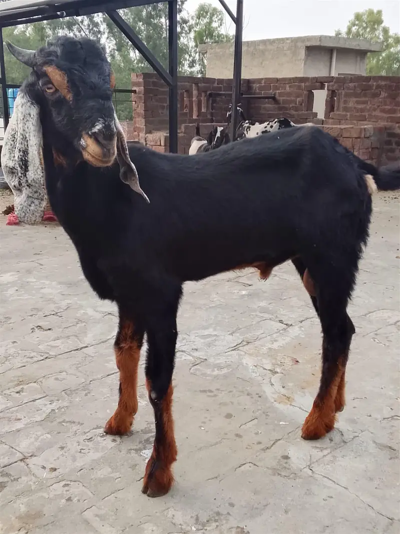 active goat  — photo 4