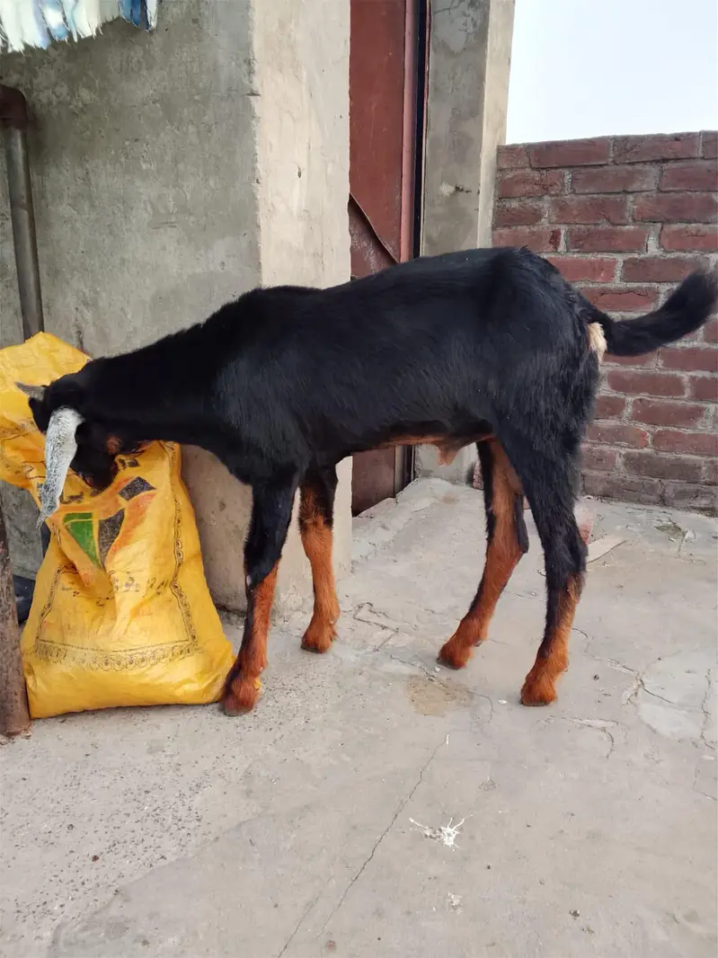 active goat  — photo 5
