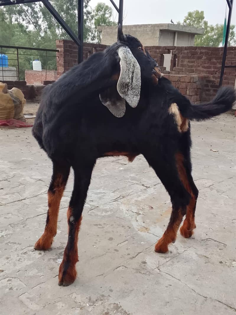 active goat  5