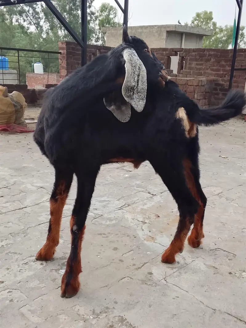 active goat  — photo 6