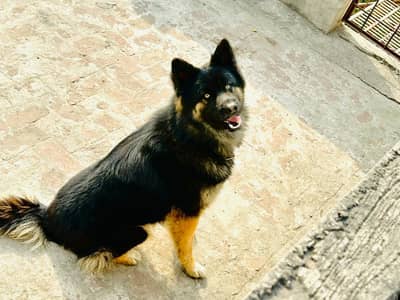 black shepherd black beauty baber sherrr