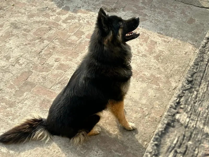 black shepherd black beauty baber sherrr — photo 2