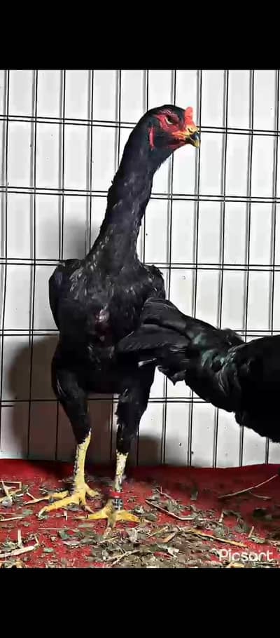 supreme quality black shamo hen