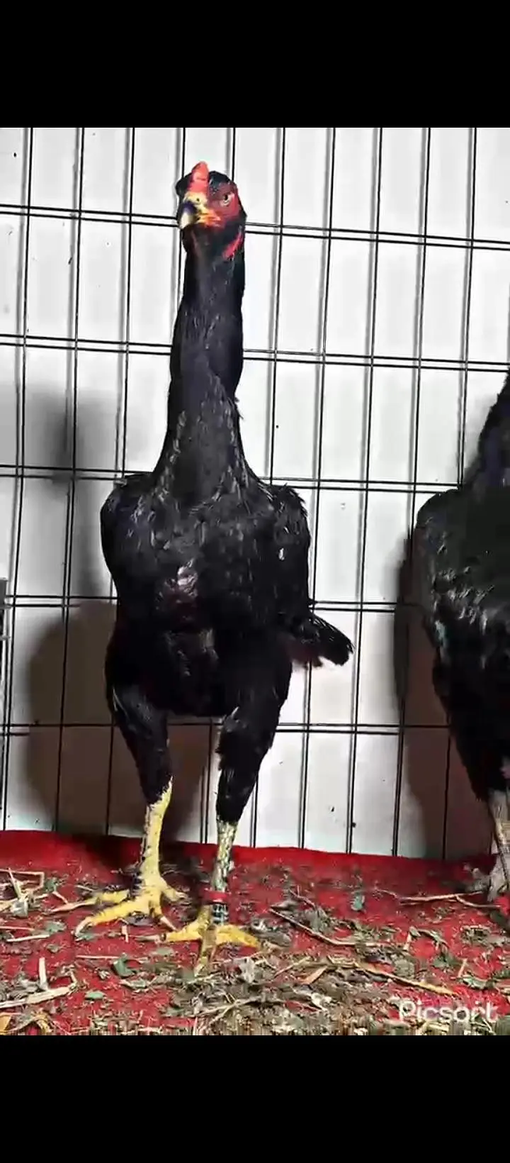 supreme quality black shamo hen — photo 2