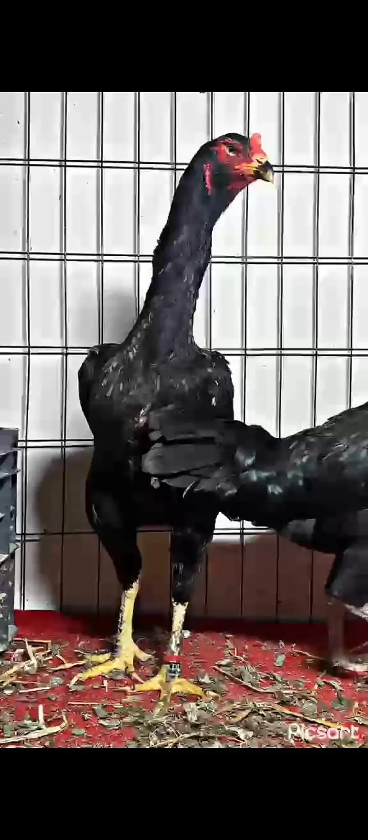 supreme quality black shamo hen — photo 3