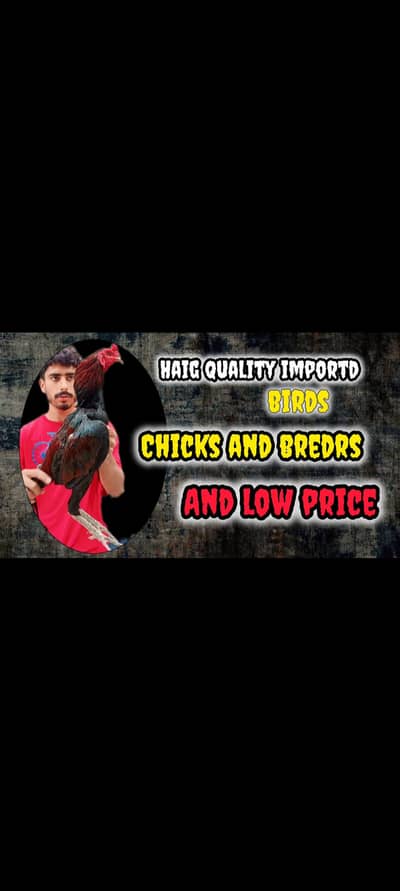 All importad wlaiti breeds available for sale in Lahore gajumta