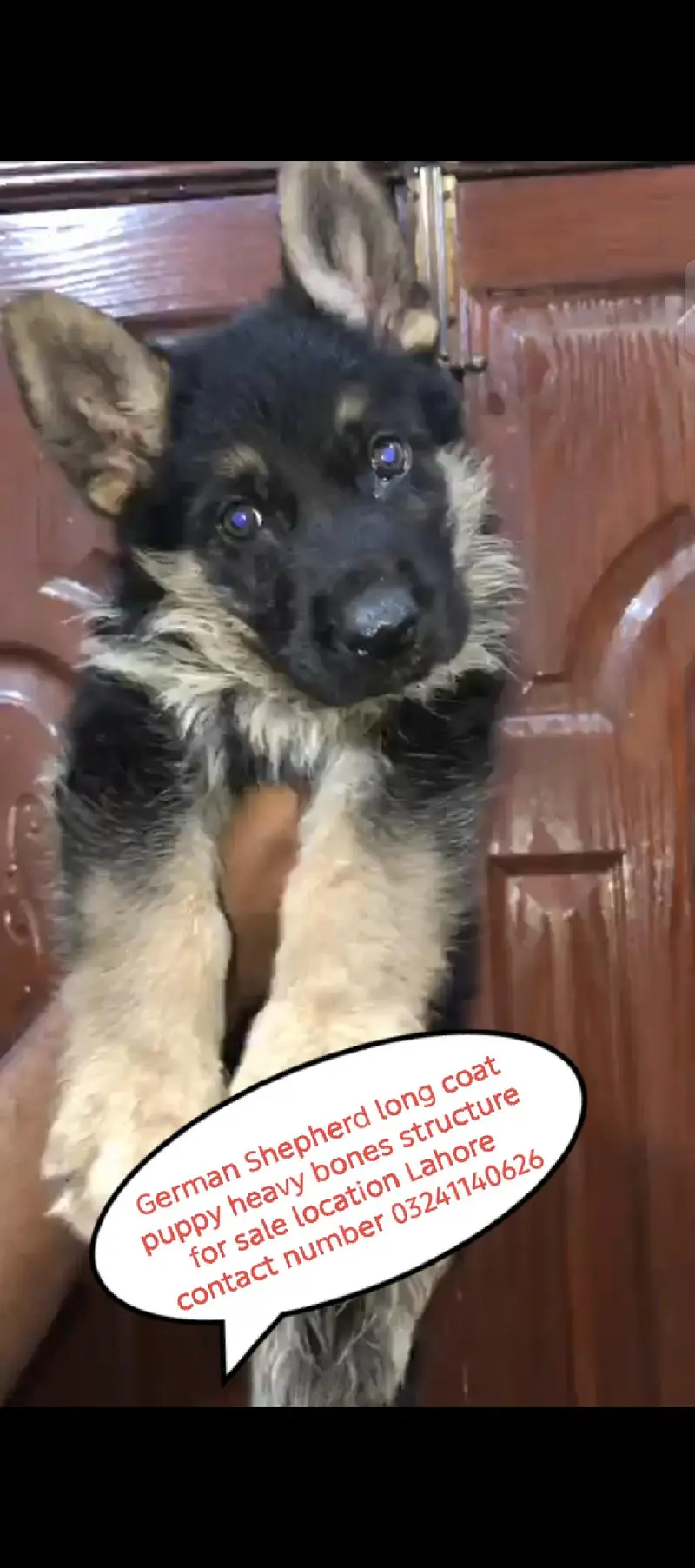 very beautiful  male puppy  first vaccine done