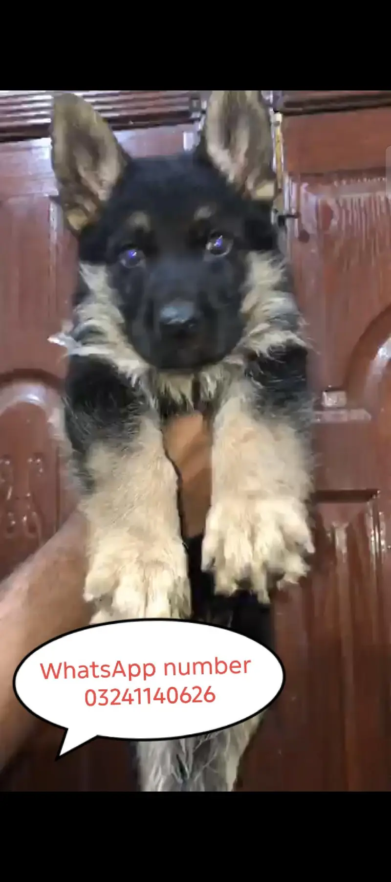 very beautiful  male puppy  first vaccine done — photo 2