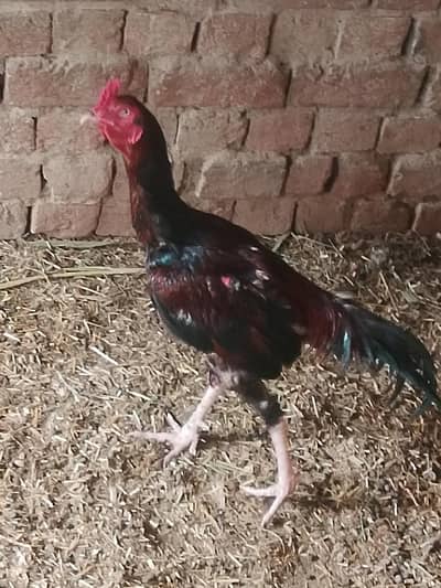 aseel murga اصل اسیل مرغا