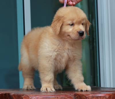 Golden retriever puppies for sale