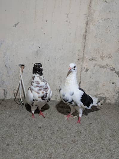 Pishori Pair for sale