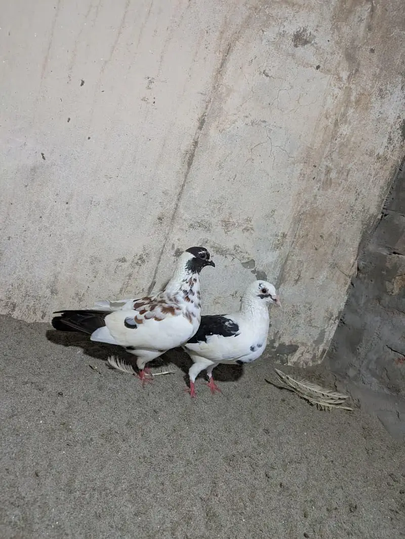 Pishori Pair for sale — photo 2