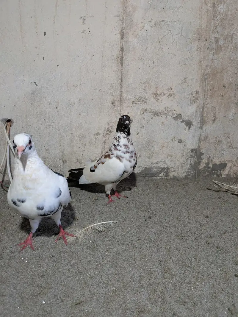 Pishori Pair for sale — photo 3