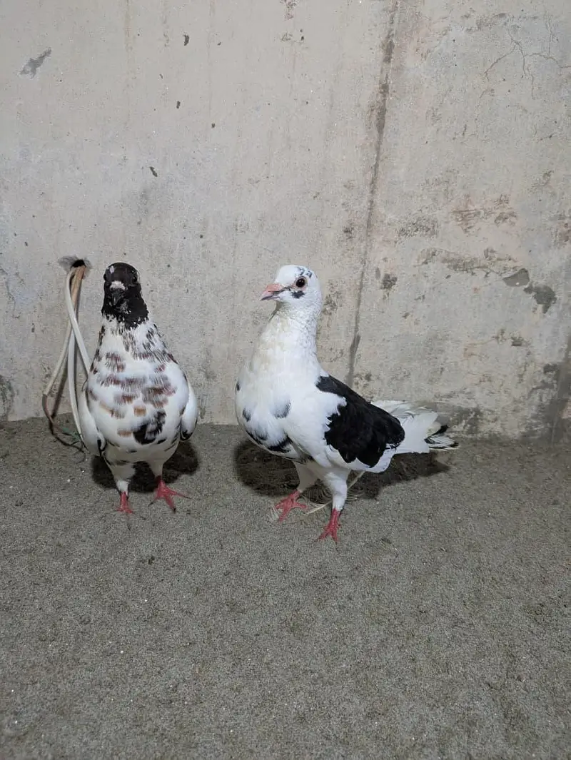 Pishori Pair for sale — photo 4