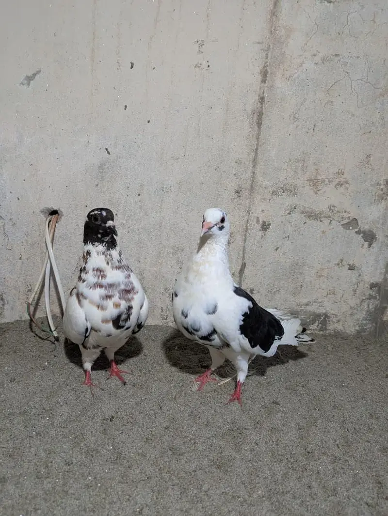 Pishori Pair for sale — photo 5