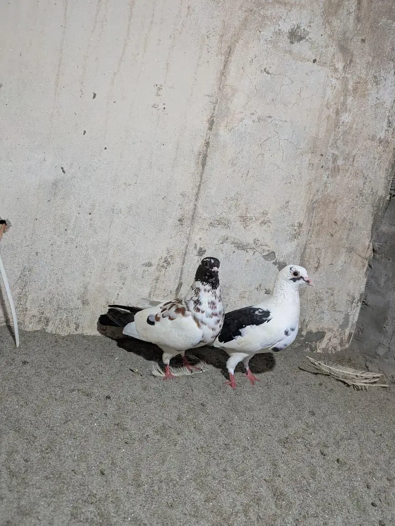Pishori Pair for sale — photo 6