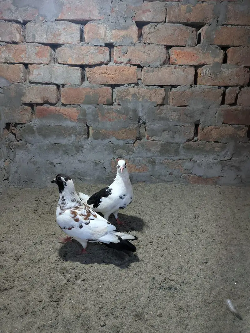 Pishori Pair for sale — photo 7