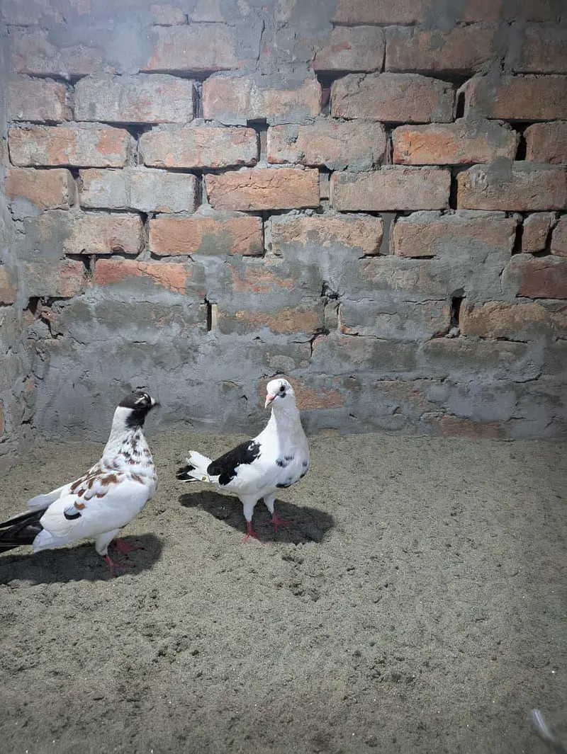 Pishori Pair for sale — photo 8