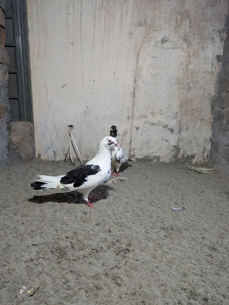 Pishori Pair for sale — photo 9