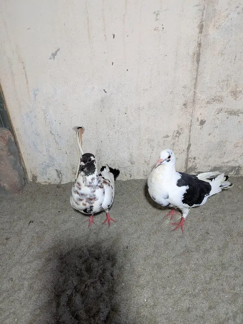 Pishori Pair for sale — photo 10