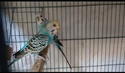 2 breeder Budgri pair for sale