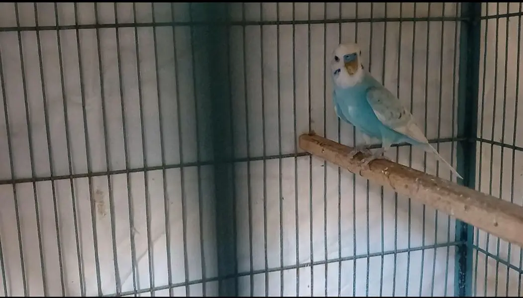 2 breeder Budgri pair for sale — photo 2