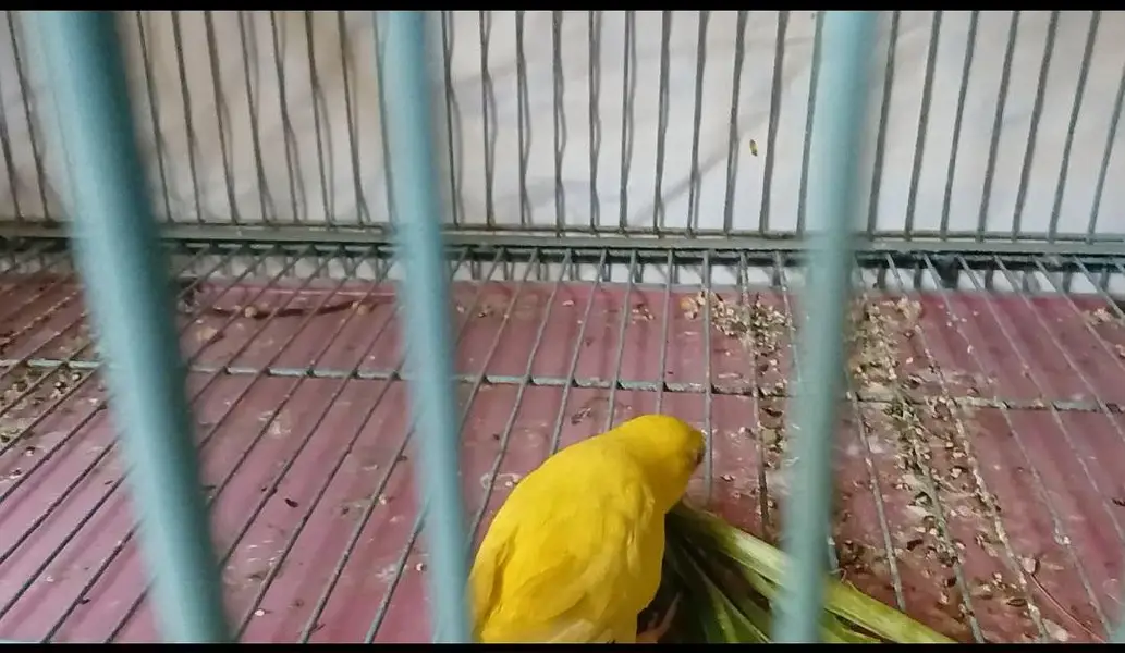 2 breeder Budgri pair for sale — photo 3