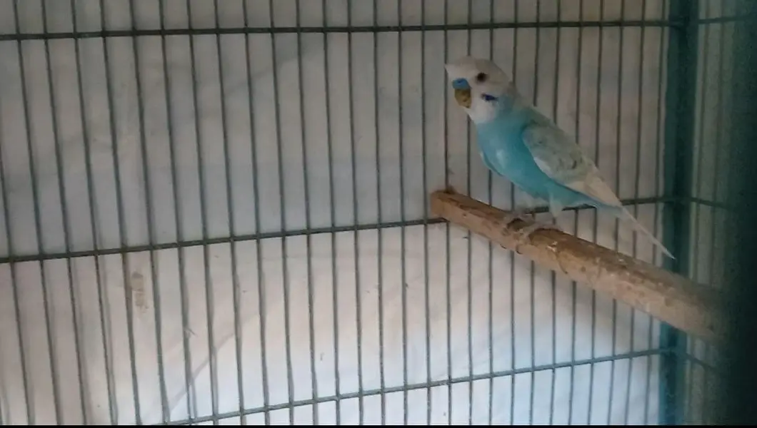 2 breeder Budgri pair for sale — photo 4