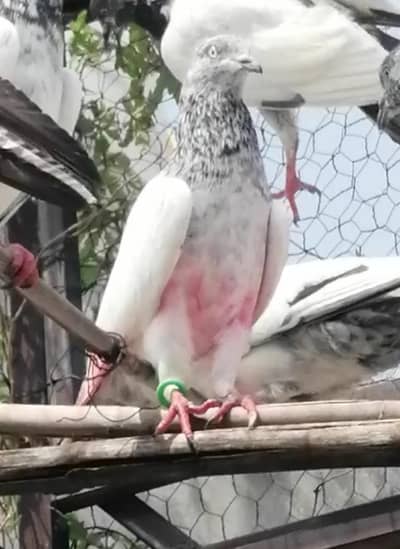 Pigeons For Sale.    آسمانی کبوتر برائے فروخت