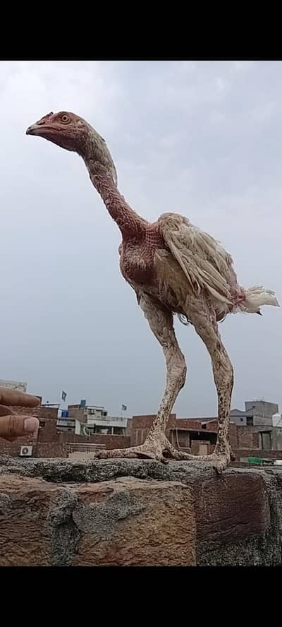 The Giant Chicken That Shocked Everyone 